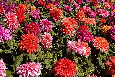 Switch《纸片马里奥：千年之门》开场动画进化